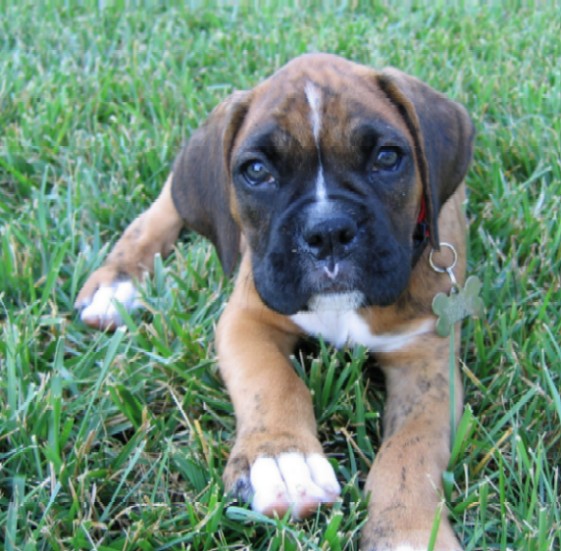 Layne at 8 weeks