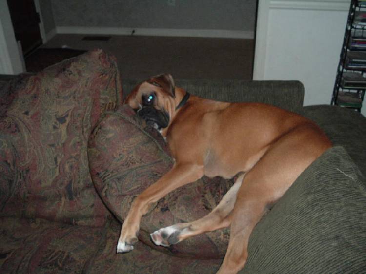 Lazy Bones