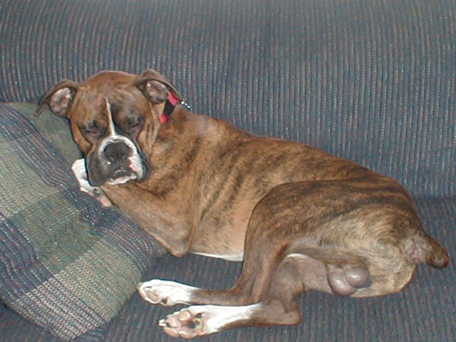 Lazy Boxer
