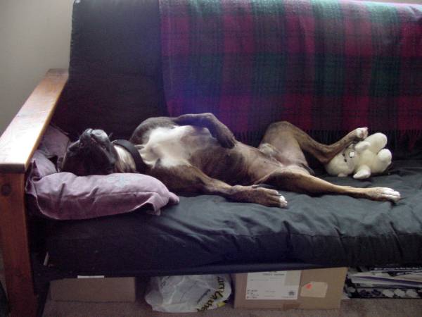 Lazy Boy