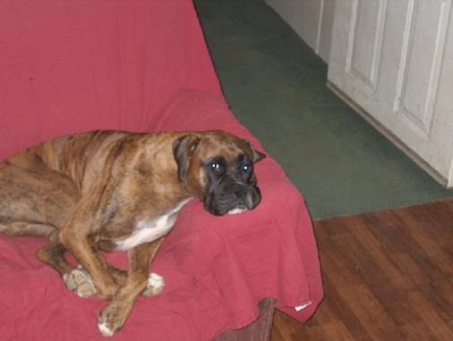 Lazy Brutus