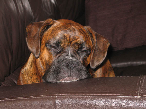 Lazy dog
