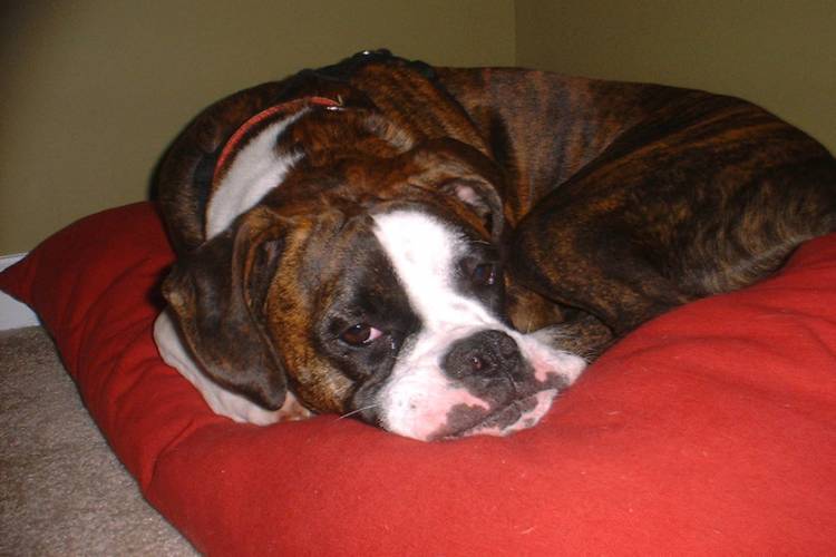 Lazy-girl