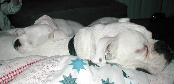 Lazy, lazy, lazy
