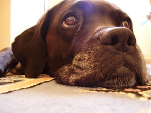 lazy Lucy!