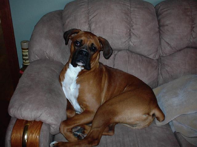 Lazy Maxx