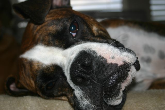 Lazy Molly