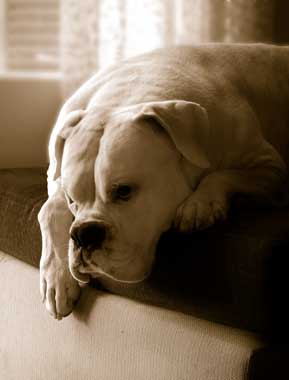 Lazy noon