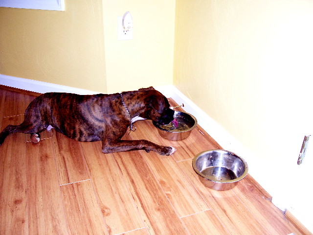Lazy Pup