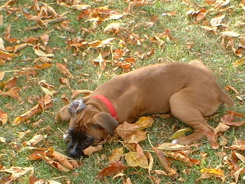 lazy puppy