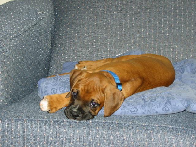 lazy puppy