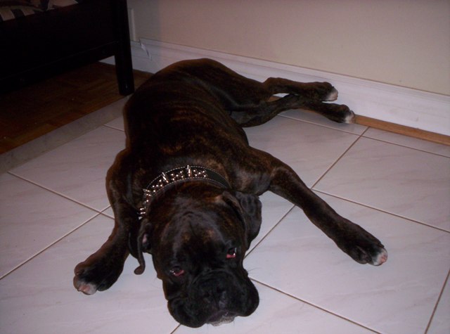 Lazy Puppy!