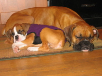 Lazy Sunday Day