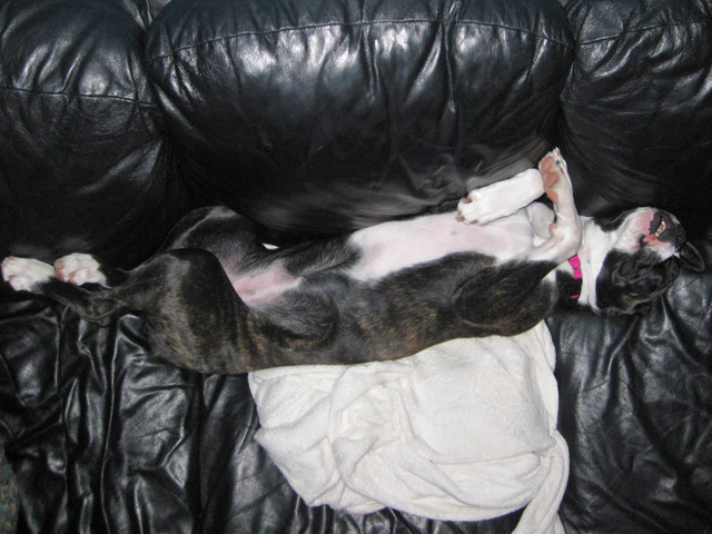Lazy With Mouth Open