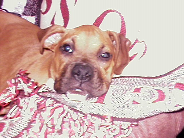 lazyboy