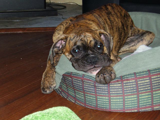 lazydog
