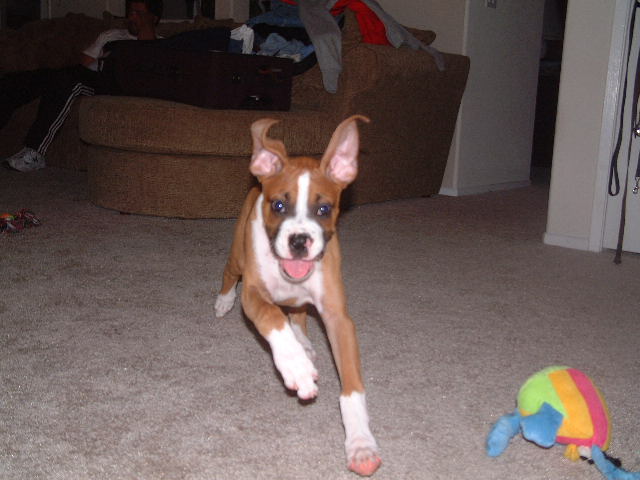 Leapin' lizards Batdog!