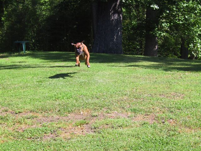 Leaping for joy