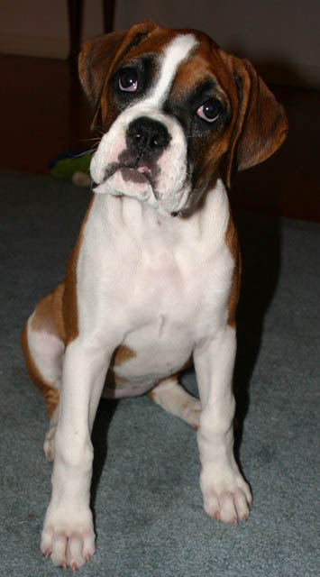 learning "sit"