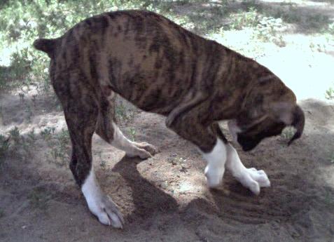 Learning to dig!
