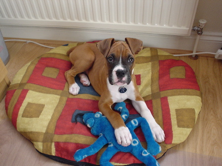 Leave my toy alone!!!