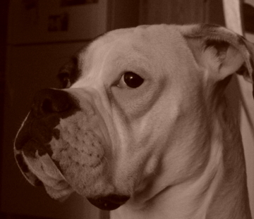 Left Face Profile