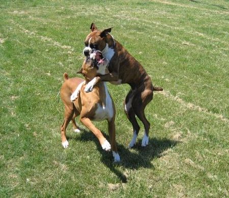 Left Hook