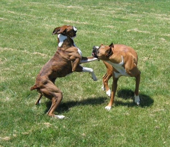 Left Hook