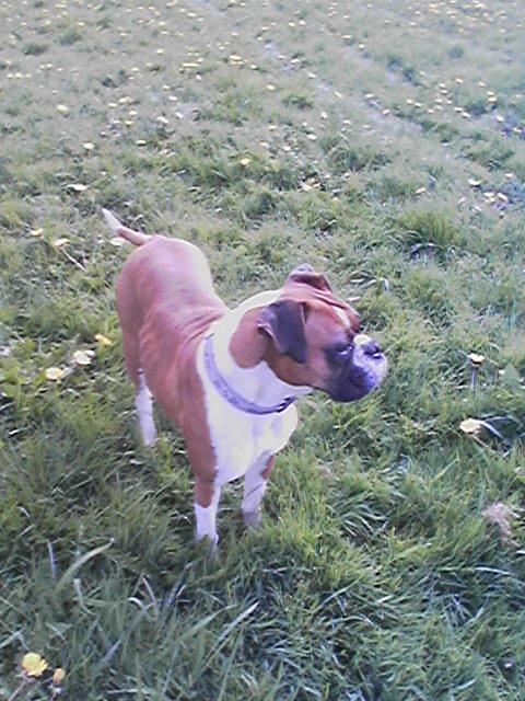 Leia picture