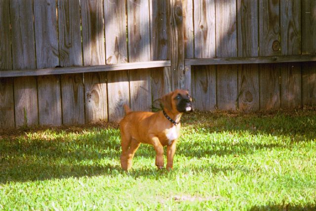 Leila prancing around