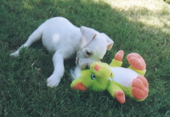 Leilani and her toy