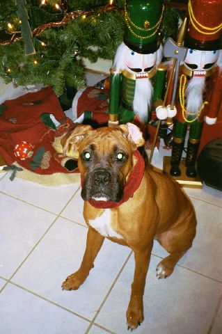 Leila's 1st Christmas
