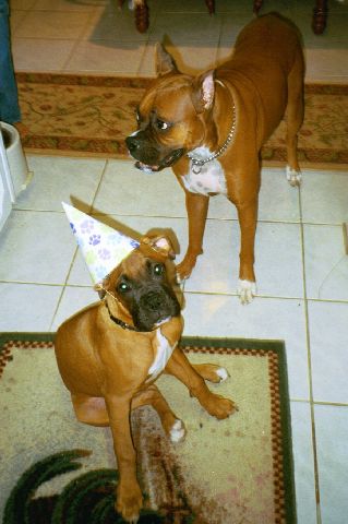 Leila's Party Hat