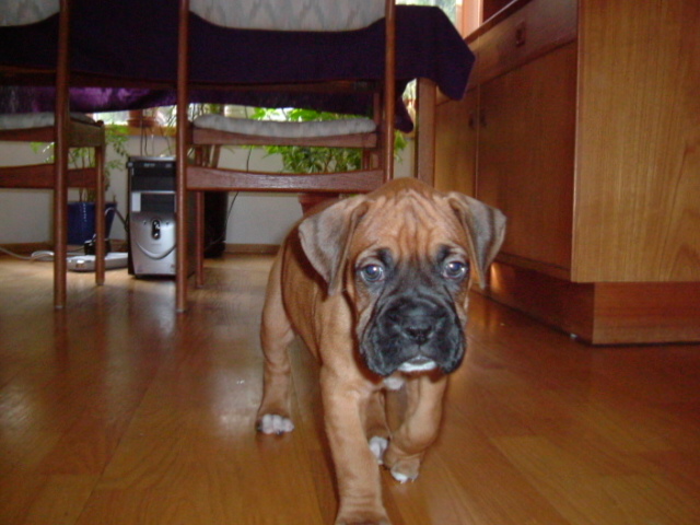 Lenard Wiggins 6 1/2 weeks
