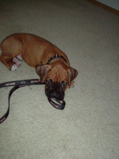 Lenard Wiggins 6 1/2 weeks