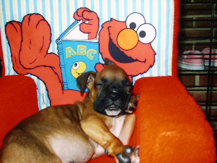 Lennox 9wks