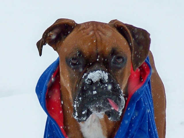 Lennox eating snow
