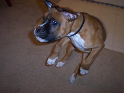 Lennox hops around!