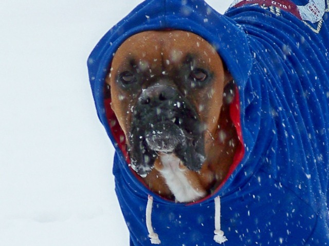 Lennox playing in the snow