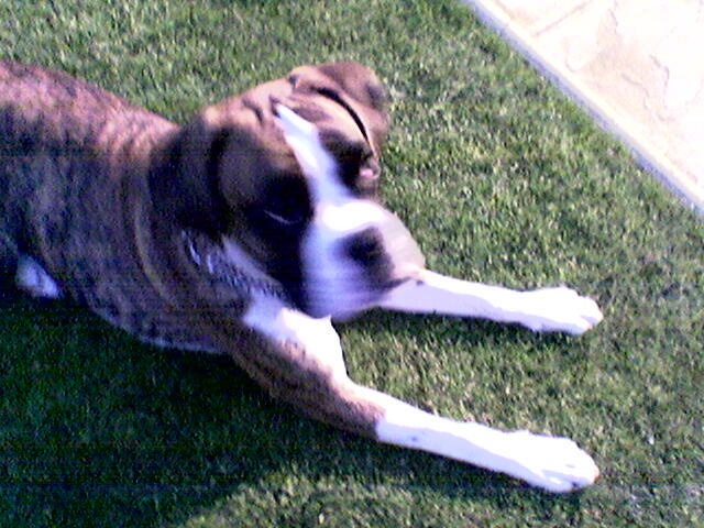 lennox