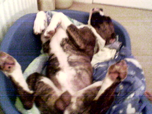 lennox