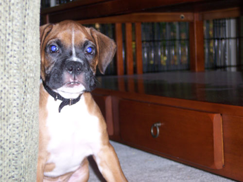 Lennox's serious face