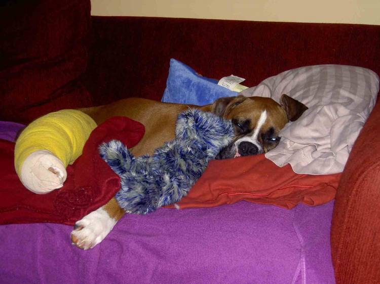 Lenox after TPLO surgery