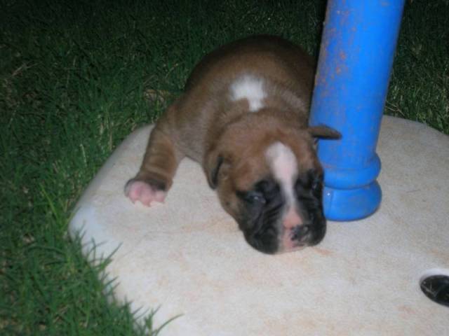 Leo at 2 weeks