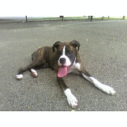 Leo at park