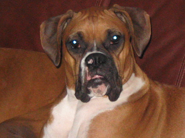 Leo Lionheart