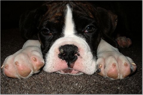 Leo Paws