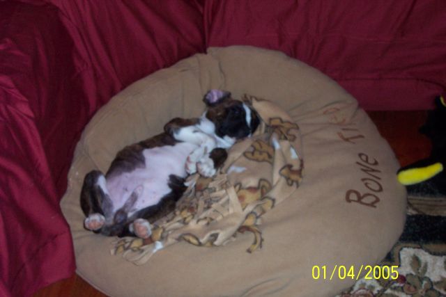 Leo Sleeping