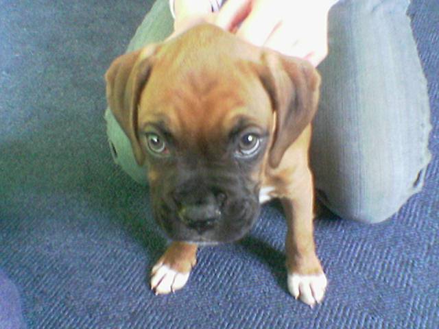 Leon looking towards camera
