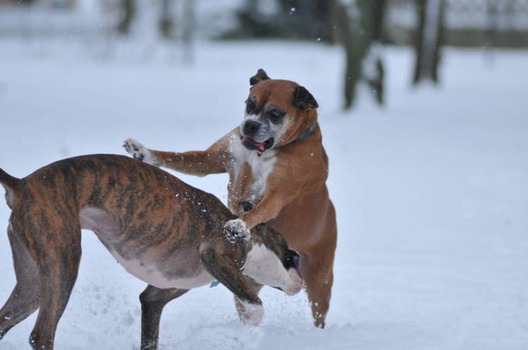 Let it snow2